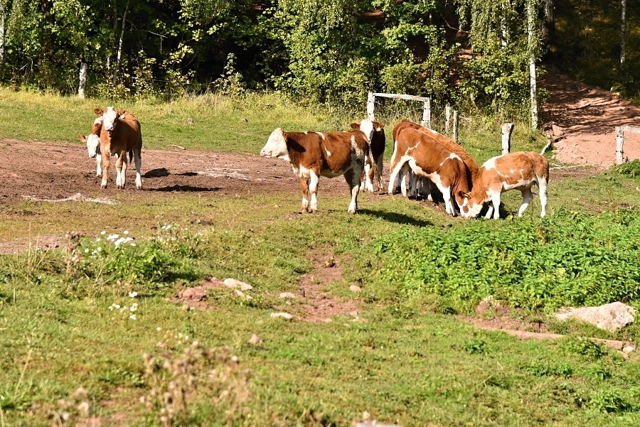 Slavětín